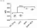 Fig. 09 - Bacterial membrane nanoparticles as an immunotherapy system for cancer treatment