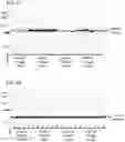 Fig. 09 - Polynucleotides encoding methylmalonyl-CoA mutase