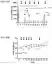 Fig. 17 - Polynucleotides encoding methylmalonyl-CoA mutase