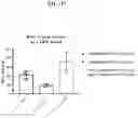 Fig. 19 - Polynucleotides encoding methylmalonyl-CoA mutase