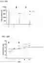 Fig. 22 - Polynucleotides encoding methylmalonyl-CoA mutase