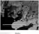 Fig. 07 - Intraoperative topically-applied non-implantable rapid release patch