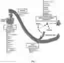 Fig. 02 - Pharmaceutical composition, containing NM23 activator, for inhibiting cancer metastasis