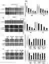 Fig. 08 - Pharmaceutical composition, containing NM23 activator, for inhibiting cancer metastasis
