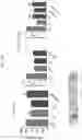 Fig. 21 - Methods and compositions for treatment of asthma or parkinson's disease