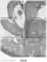 Fig. 09 - COMPOSITIONS AND METHODS TO REDUCE PATHOGENESIS