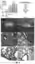 Fig. 14 - COMPOSITIONS AND METHODS TO REDUCE PATHOGENESIS