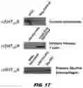 Fig. 23 - COMPOSITIONS AND METHODS TO REDUCE PATHOGENESIS