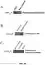 Fig. 42 - COMPOSITIONS AND METHODS TO REDUCE PATHOGENESIS