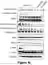 Fig. 04 - Inhibitor of cyclin-dependent kinase CDK9