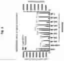 Fig. 02 - Compositions and methods for generating hair cells by downregulating FOXO