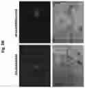 Fig. 04 - Compositions and methods for generating hair cells by downregulating FOXO