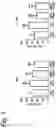 Fig. 08 - Use of vanadium compounds for maintaining normaglycemia in a mammal