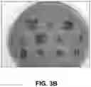 Fig. 05 - Bovine milk oligosaccharides