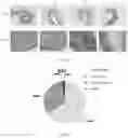 Fig. 04 - Combination and balanced nutritious food for improving intestinal micro-ecology and preventing chronic disease, and application thereof