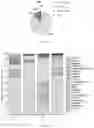 Fig. 06 - Combination and balanced nutritious food for improving intestinal micro-ecology and preventing chronic disease, and application thereof