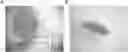 Fig. 01 - COMPOSITION COMPRISING HYDROGEN GAS FOR SUPPRESSION OR PREVENTION OF CANCER METASTASIS