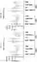 Fig. 17 - METHODS FOR DETERMINING CAR-T CELLS DOSING