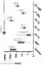 Fig. 26 - METHODS FOR DETERMINING CAR-T CELLS DOSING