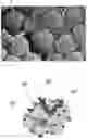 Fig. 02 - METHOD FOR TREATMENT OF INFERTILITY, PHARMACEUTICAL COMPOSITION FOR TREATMENT OF INFERTILITY AND METHOD FOR PRODUCING THE SAME