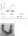Fig. 09 - METHOD FOR TREATMENT OF INFERTILITY, PHARMACEUTICAL COMPOSITION FOR TREATMENT OF INFERTILITY AND METHOD FOR PRODUCING THE SAME