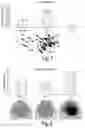Fig. 07 - Stromal stem cells