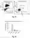 Fig. 12 - Stromal stem cells