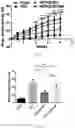Fig. 09 - Method of preventing or treating obesity using a novel strain of 