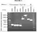 Fig. 03 - Multiple transgene recombinant adenovirus
