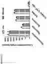 Fig. 60 - Compositions comprising bacterial strains
