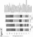 Fig. 15 - Microbiome transplantation