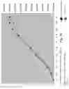 Fig. 11 - Composition for enhanced milk production and feed efficiency and pathogen inhibition