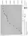 Fig. 13 - Composition for enhanced milk production and feed efficiency and pathogen inhibition