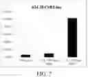 Fig. 10 - COMPOSITIONS AND METHODS FOR THERAPY WITH DENGUE VIRUS