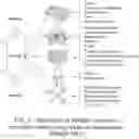 Fig. 04 - Anti-inflammatory botanical extract