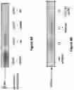 Fig. 09 - Soluble mediator