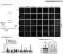 Fig. 13 - Method for blocking stress-induced tumor progression