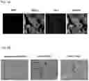 Fig. 02 - DPEP-1 binding compositions and methods of use