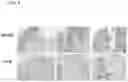 Fig. 05 - DPEP-1 binding compositions and methods of use