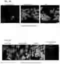 Fig. 08 - DPEP-1 binding compositions and methods of use