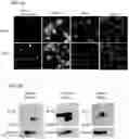 Fig. 10 - DPEP-1 binding compositions and methods of use