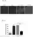 Fig. 11 - DPEP-1 binding compositions and methods of use