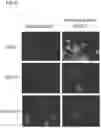 Fig. 12 - DPEP-1 binding compositions and methods of use