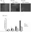 Fig. 16 - DPEP-1 binding compositions and methods of use