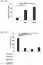 Fig. 18 - DPEP-1 binding compositions and methods of use