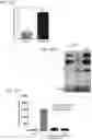 Fig. 22 - DPEP-1 binding compositions and methods of use