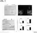 Fig. 04 - Methods and compositions for treating liver disease