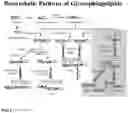 Fig. 02 - NOVEL GLYCAN CONJUGATES AND METHODS OF USE THEREOF