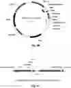 Fig. 04 - Activatable two-component photosensitizers