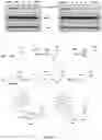 Fig. 06 - Epidermal growth factor receptor (EGFR) targeted photosensitizers